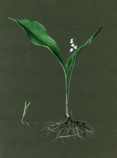 Convallaria majalis (Lily of the Valley), c1870-1920. Creator: Harold Drinkwater.