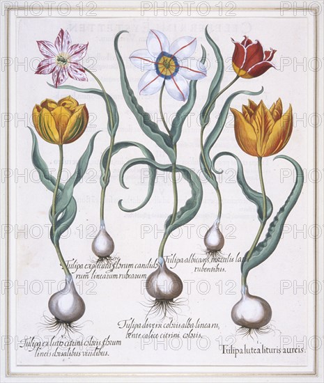 Tulipa Lutea Lituris Aureis, (Broken yellow sylvestris-type tulip), 1613. Creator: Basil Besler.