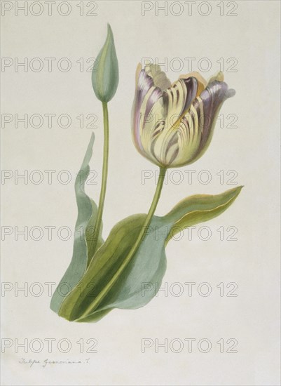 Tulipa, (Tulip), c1840-1880. Creator: Pauline Girardin.