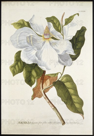 Magnolia Maxime Flore, c1740-1770. Creator: Georg Dionysius Ehret.