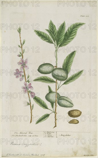 Prunus amygdalis (dulcis). (Sweet Almond), 1737. Creator: Elizabeth Blackwell.