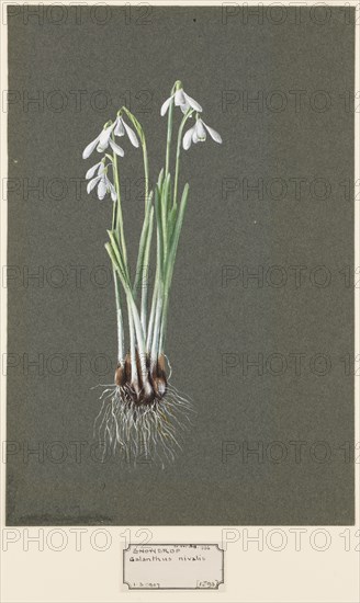 Galanthus nivalis L. (Snowdrop), c1903 -1915. Creator: Harold Drinkwater.