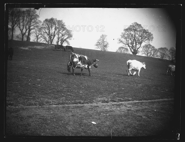 Quarry Field, Rumney, Cardiff, 1892. Creator: William Booth.