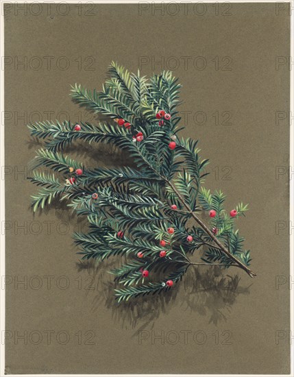 Taxus baccata L. (Yew), c1903 -1915. Creator: Harold Drinkwater.