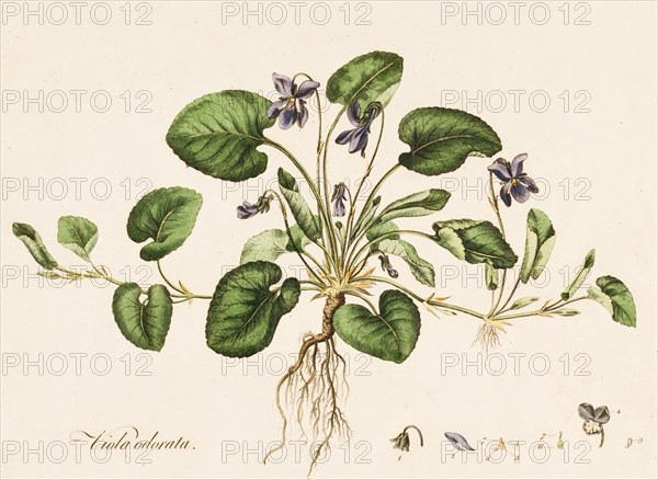 Viola odorata, (Sweet Violet), c1770-1790. Creator: William Kilburn.