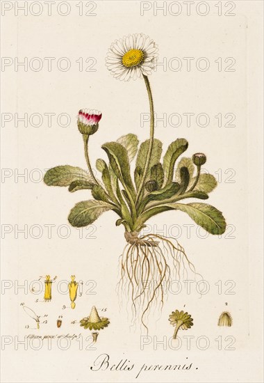 Bellis perennis, (Daisy), c1770-1790. Creator: William Kilburn.