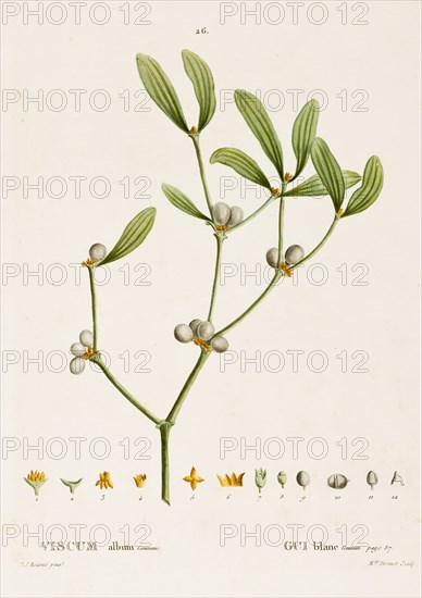 Viscum album L. (Mistletoe), c1800-1830. Creator: Pierre-Joseph Redoute.