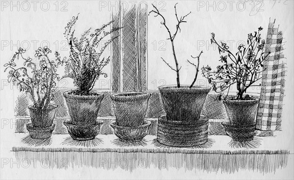 Dead plants on a windowsill, 1952. Creator: Shirley Markham.