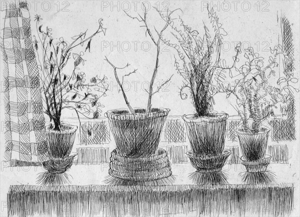 Dead plants on a windowsill, 1952. Creator: Shirley Markham.