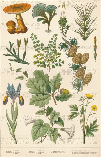 Botanical illustration, c1880s.