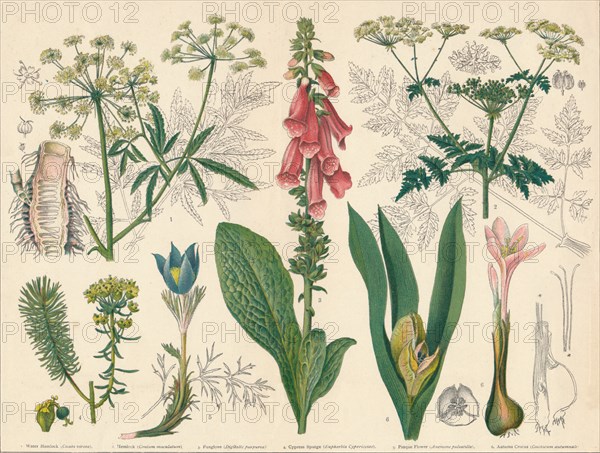 British Poisonous Plants', mid-late 19th century.