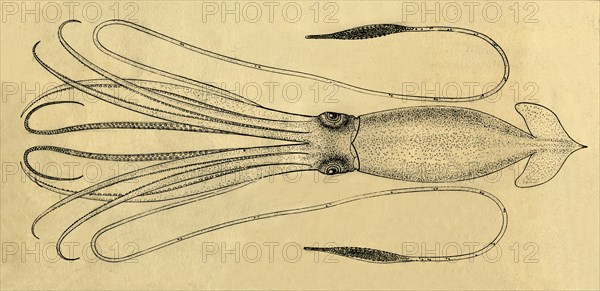 A Diagram of the Giant Squid', 1881.