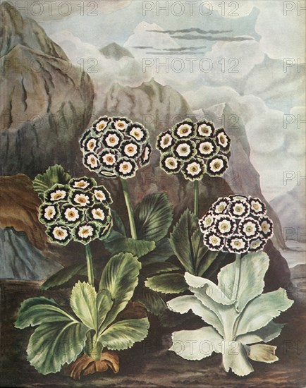 Auriculas', c1802-1821, (1948).