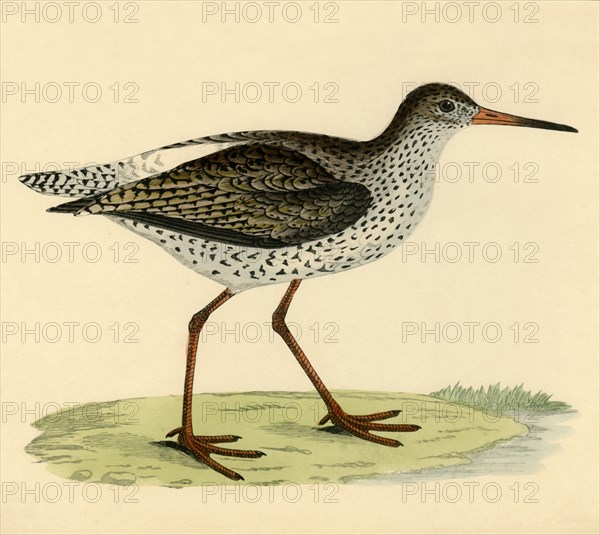 Redshank', late 19th century.