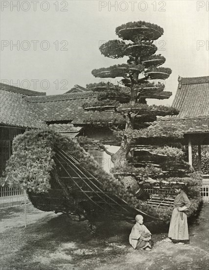 The Pine-Tree Junk at Kinkakuji', 1910.