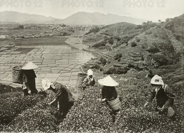 Tea on the Hills and Rice on the Plains', 1910.