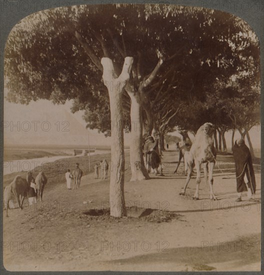 The Road to the Pyramids, Egypt', 1896.