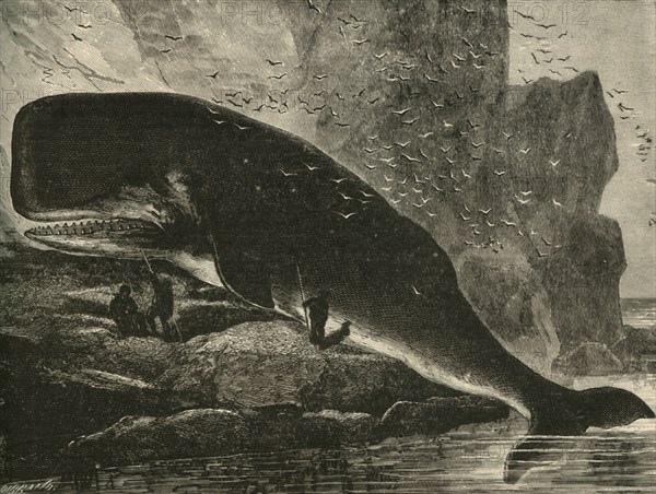 The Sperm-Whale', 1882.