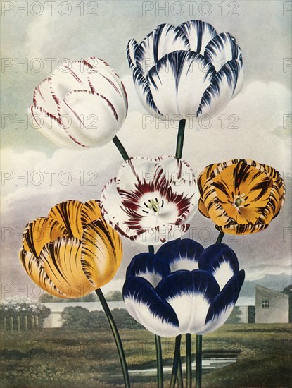 Tulips', c1802-1821, (1948).