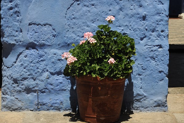 Santa Catalina Monastery, 2015.