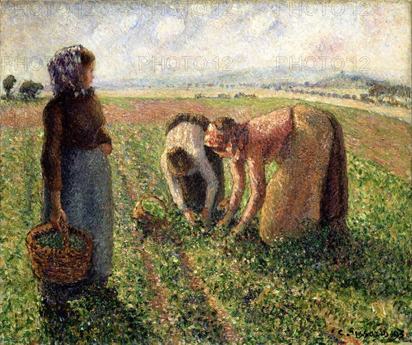 Pea Harvest, Eragny, 1893.