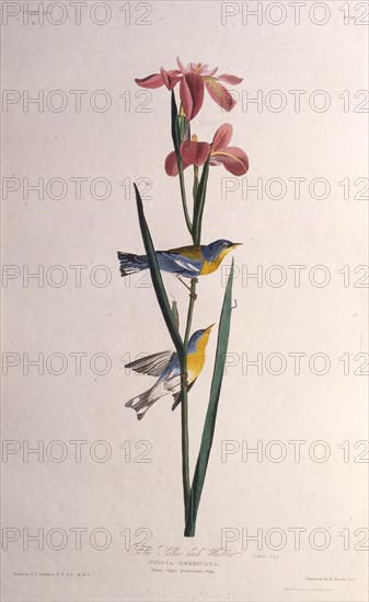 Blue Yellow-backed Warbler. From "The Birds of America", 1827-1838.