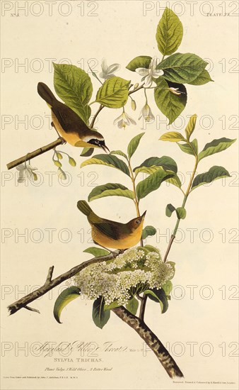 The Maryland Yellowthroat. From "The Birds of America", 1827-1838.