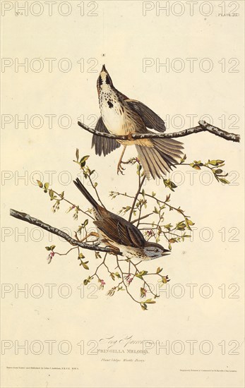 The song sparrow. From "The Birds of America", 1827-1838.