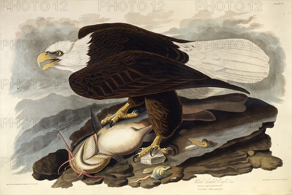 The bald eagle. From "The Birds of America", 1827-1838.
