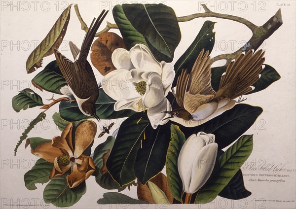 The black-billed cuckoo. From "The Birds of America", 1827-1838.