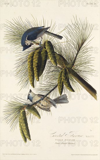 The black-crested titmouse. From "The Birds of America", 1827-1838.