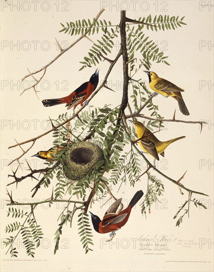 The orchard oriole. From "The Birds of America", 1827-1838.