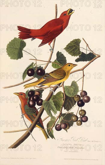 The Summer Red Bird. From "The Birds of America", 1827-1838.