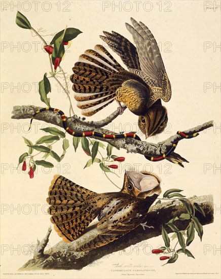 The chuck-will's-widow. From "The Birds of America", 1827-1838.