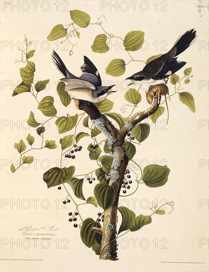 The loggerhead shrike. From "The Birds of America", 1827-1838.