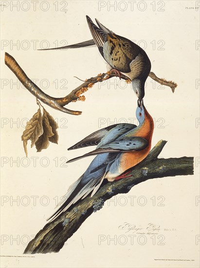 The passenger pigeon. From "The Birds of America", 1827-1838.