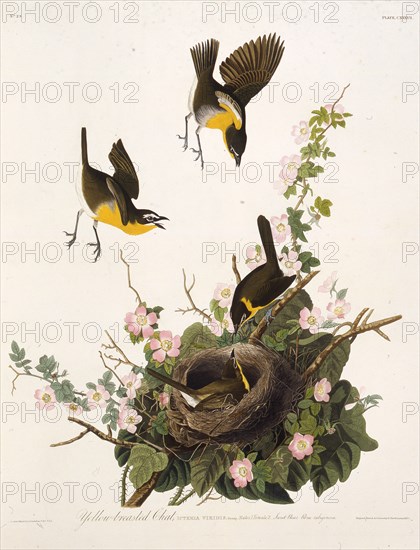 The yellow-breasted chat. From "The Birds of America", 1827-1838.