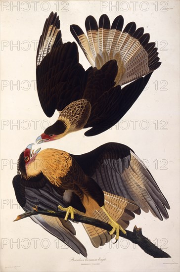 The northern crested caracara. From "The Birds of America", 1827-1838.