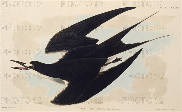 The sooty tern. From "The Birds of America", 1827-1838.