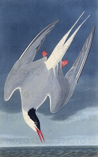 The Arctic tern. From "The Birds of America", 1827-1838.