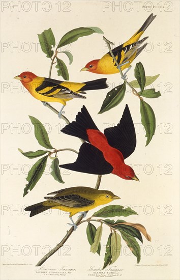 Western tanager. Scarlet tanager. From "The Birds of America", 1827-1838.