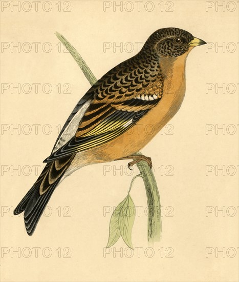 Mountain Finch', late 19th century.