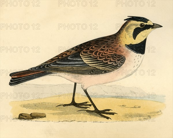 Shore Lark', late 19th century.