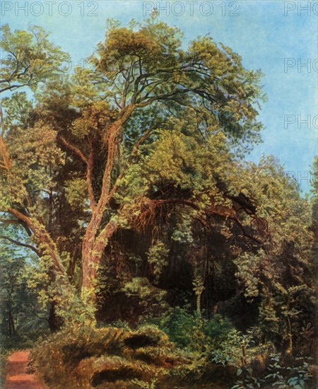Tree in the Park', mid 19th century, (1965).