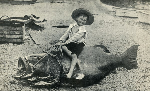 A Fishy Steed! - A Black Sea-Bass - weight 363 pounds', 1901.