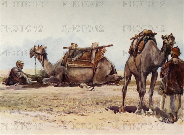 Study of Camels and Attendants', 1902.