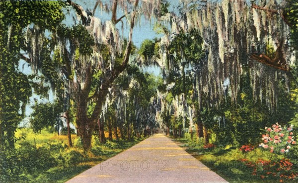 An Alluring Highway Scene in the Carolinas', 1942.