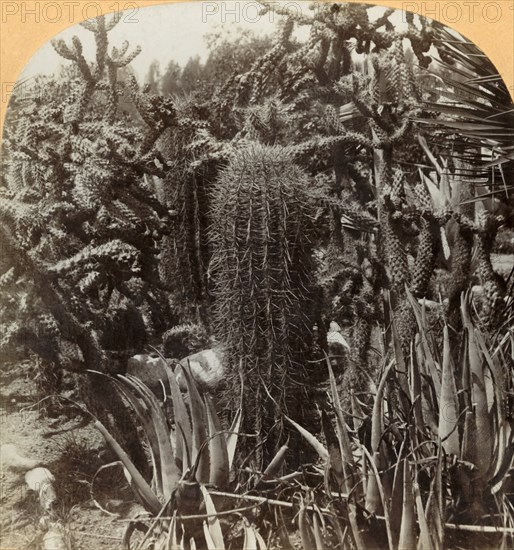 Cactus Garden, Cragin Place, Lake Worth, Florida', c1900.