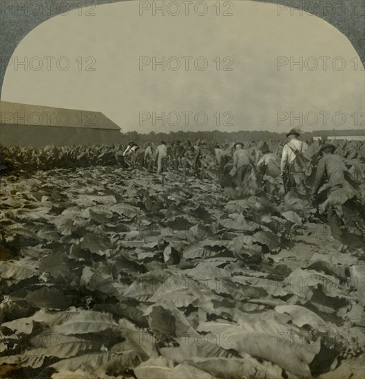 Cutting Tobacco, Kentucky, U.S.A.', 1904.