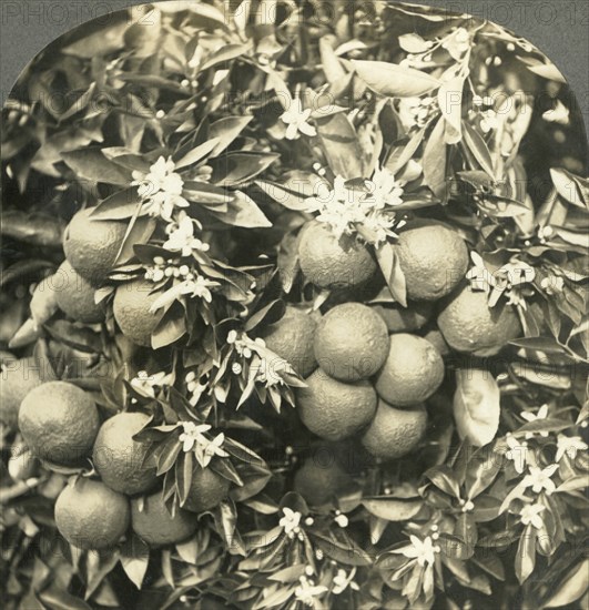 Orange Blossoms and Mature Oranges Growing on the Same Tree, California', c1900.